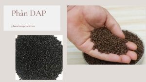 Cách sử dụng phân DAP