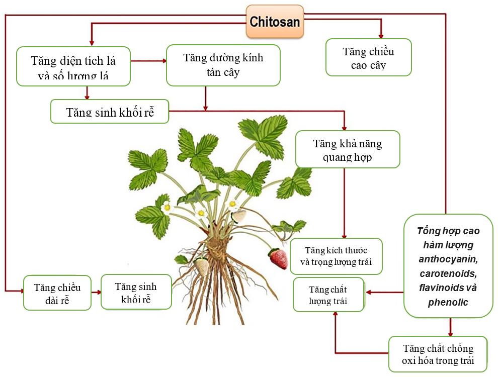 Chitosan kích thích cơ chế tự vệ cho cây trồng Chitosan kích thích cơ chế tự vệ cho cây trồng