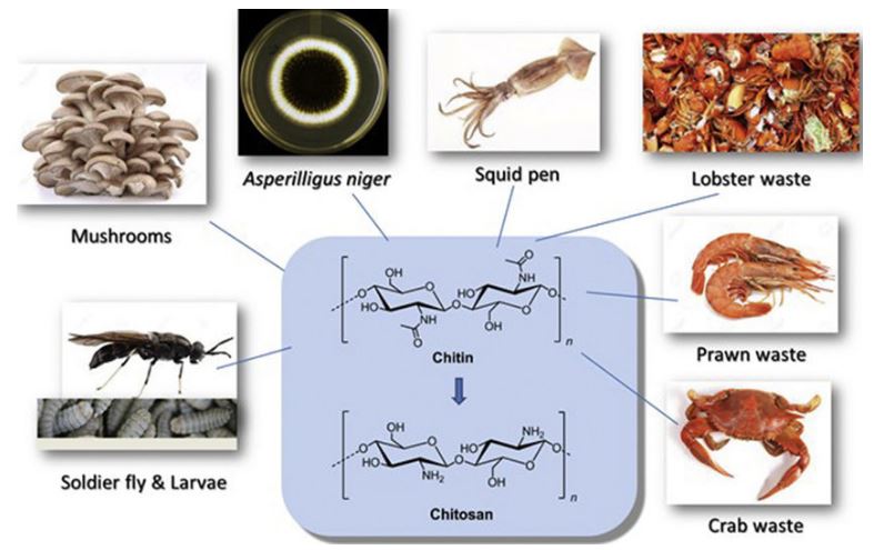 Chitosan kiểm soát bệnh do vi khuẩn gây hại trên thực vật Chitosan kiểm soát bệnh do vi khuẩn gây hại trên thực vật