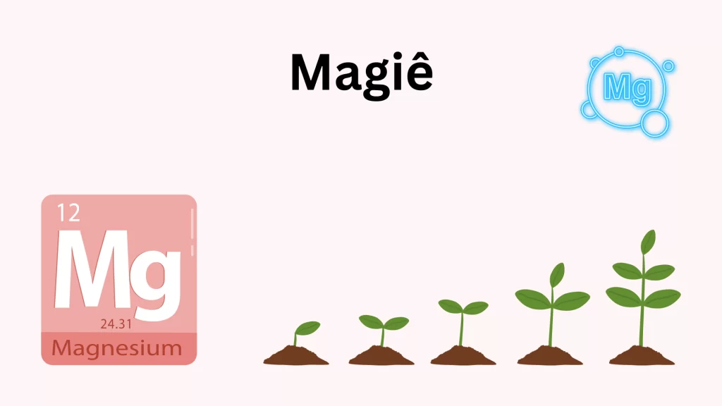 Tác động của Magie đến sự phát triển của rễ và thân Tác động của Magie đến sự phát triển của rễ và thân