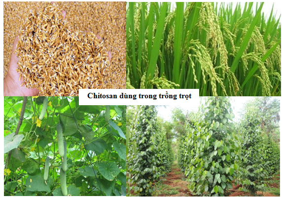 Ứng dụng của Chitosan trong nông nghiệp Ứng dụng của Chitosan trong nông nghiệp