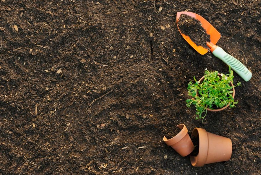 Biện Pháp Cải Tạo Đất Bằng PP Che Phủ Đất
