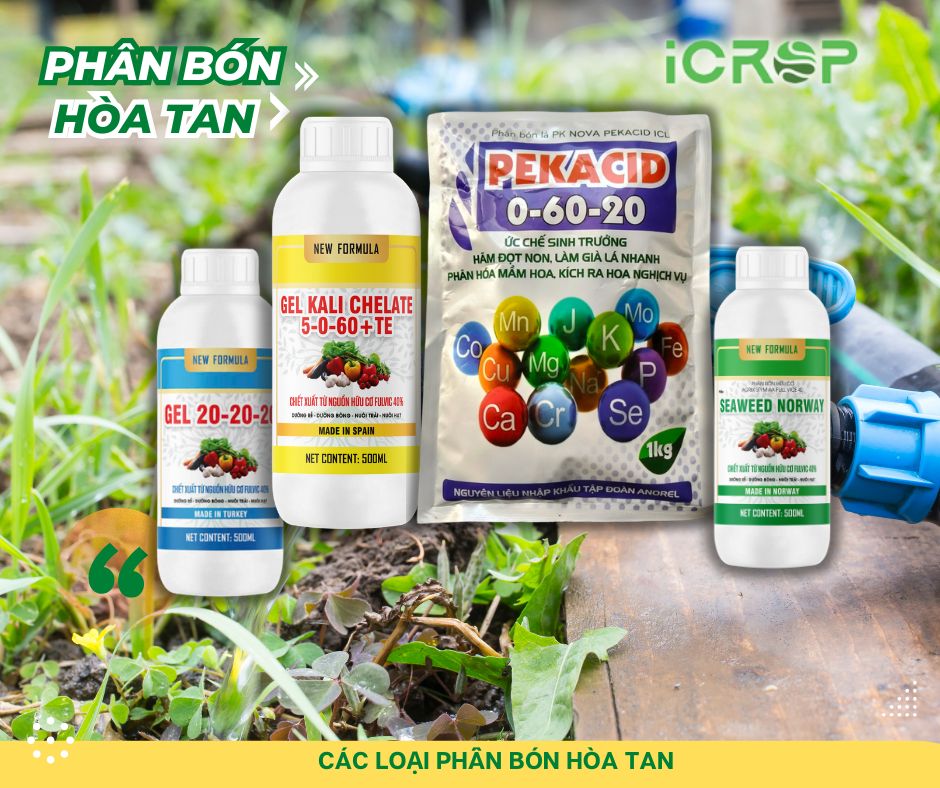 Phân loại phân bón hòa tan phổ biến hiện nay Phân loại phân bón hòa tan phổ biến hiện nay