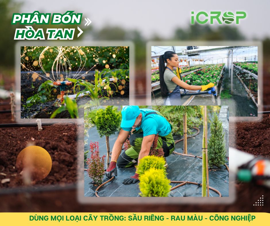 Phân bón hòa tan dùng tốt cho những loại cây nào? Phân bón hòa tan dùng tốt cho những loại cây nào?