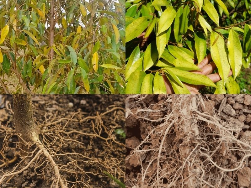 Bộ rễ cây sầu riêng
