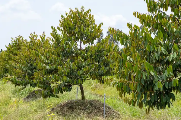 Quá trình vận chuyển nước trong cây sầu riêng Quá trình vận chuyển nước trong cây sầu riêng