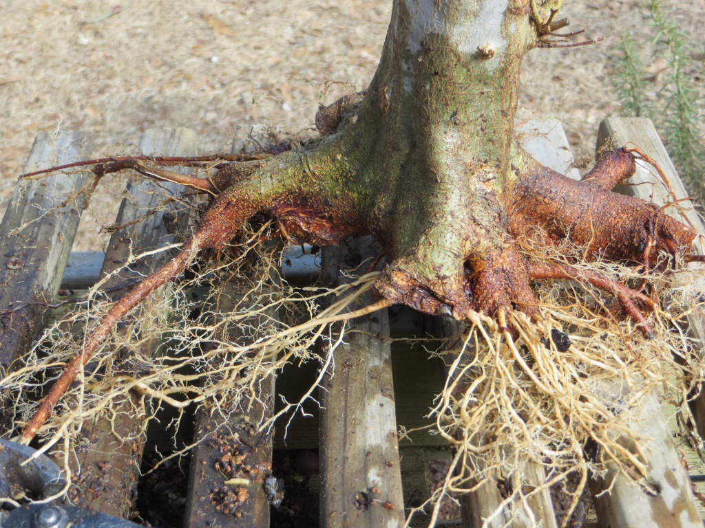 Ứng Dụng Thực Tế của Nấm Mycorrhizae Ứng Dụng Thực Tế của Nấm Mycorrhizae