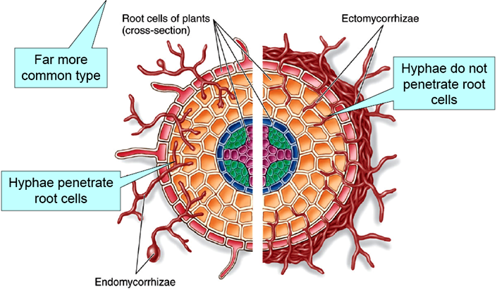 Vai trò và Lợi ích của Nấm Mycorrhizae Vai trò và Lợi ích của Nấm Mycorrhizae