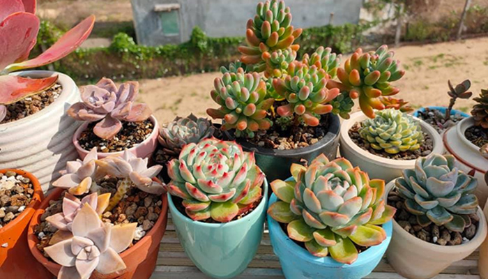 Lựa chọn chậu và đất trồng phù hợp
