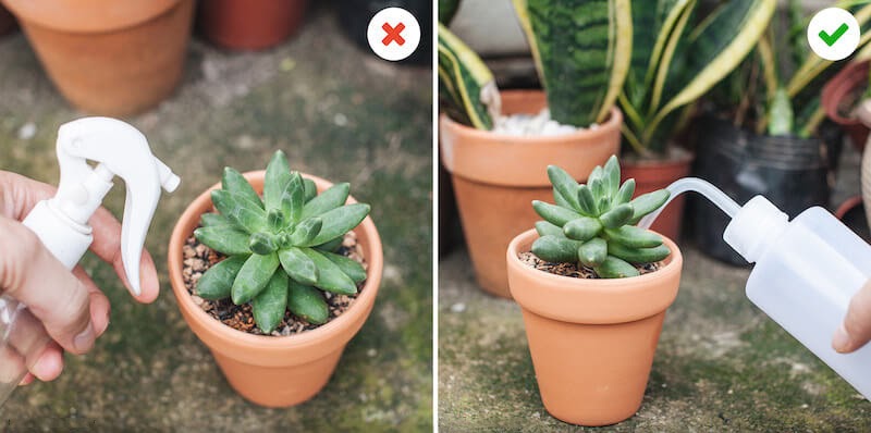 Cách tưới nước hợp lý