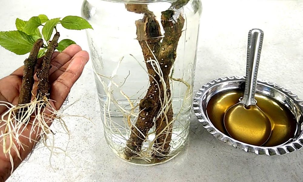 Chuẩn bị cành giâm và kích thích rễ cho Hoa Giấy Chuẩn bị cành giâm và kích thích rễ cho Hoa Giấy