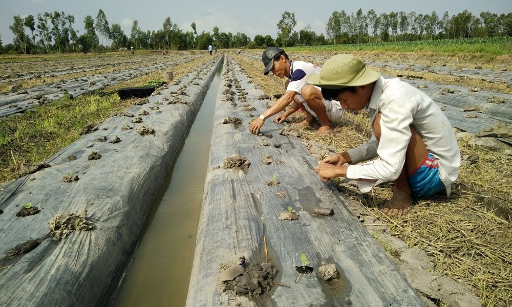 Chuẩn Bị Vật Tư Trồng Dưa Hấu Chuẩn Bị Vật Tư Trồng Dưa Hấu