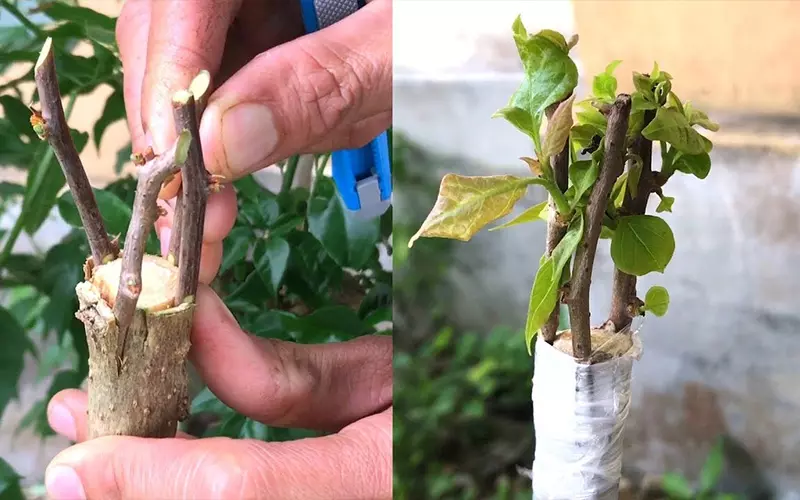 Kỹ thuật ghép cành tạo hoa giấy nhiều màu Kỹ thuật ghép cành tạo hoa giấy nhiều màu