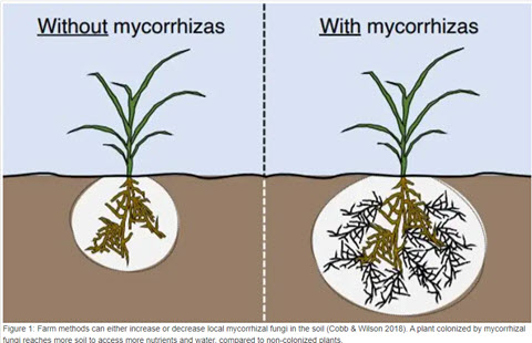 Phân loại Nấm Mycorrhizae Phân loại Nấm Mycorrhizae