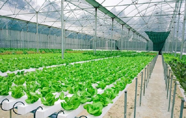 Kỹ Thuật Canh Tác trong Nhà Kính Trồng Rau Kỹ Thuật Canh Tác trong Nhà Kính Trồng Rau