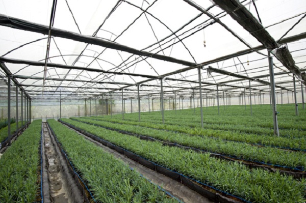 Thiết Kế và Xây Dựng Nhà Kính Trồng Rau Thiết Kế và Xây Dựng Nhà Kính Trồng Rau