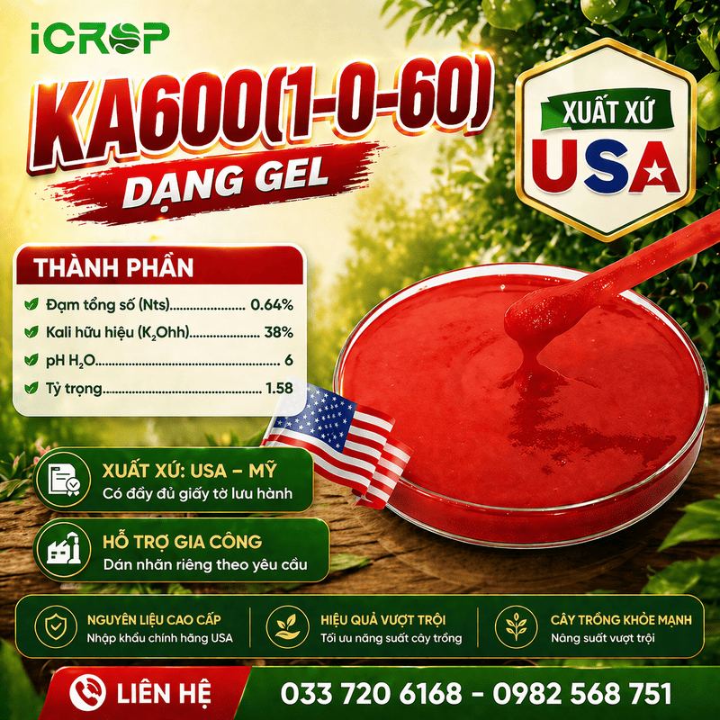 KA600(1-0-60) - Nhập USA ( Mỹ)