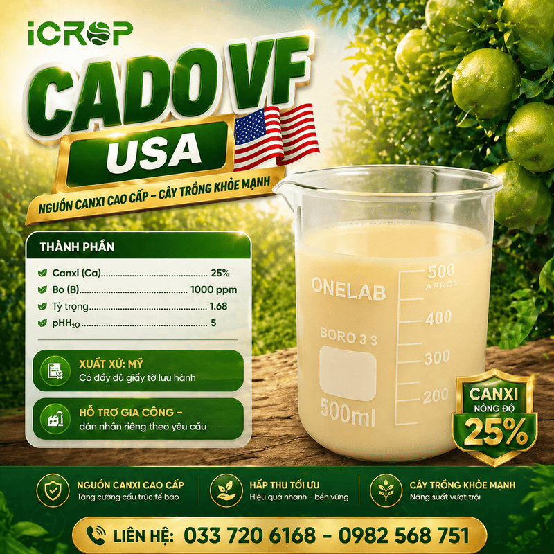 CADO VF - USA