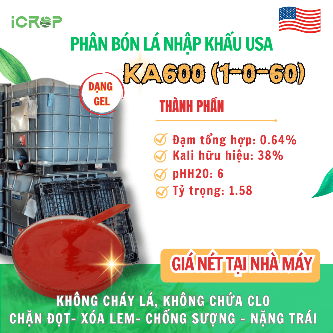 KA600(1-0-60) - Nhập USA ( Mỹ)