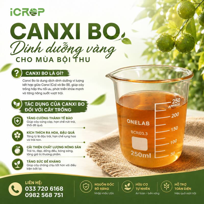 Canxi Bo Là Gì? Định Nghĩa Và Thành Phần Phân Bón