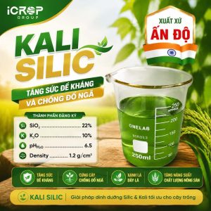 KALI SILIC Ấn Độ