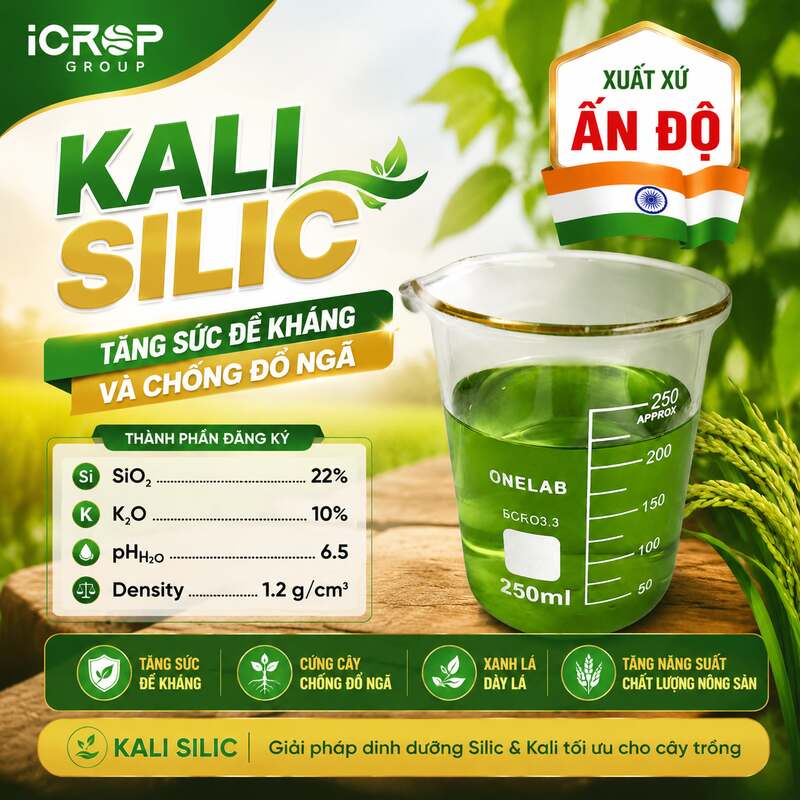 KALI SILIC Ấn Độ