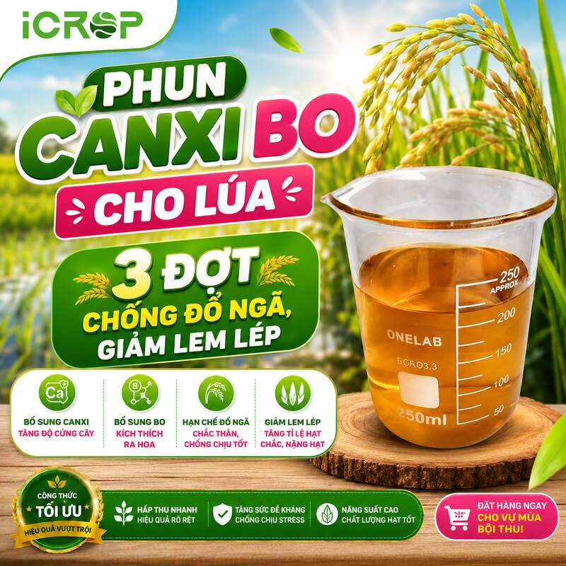3 đợt phun Canxi Bo cho lúa chống đổ ngã giảm lem lép