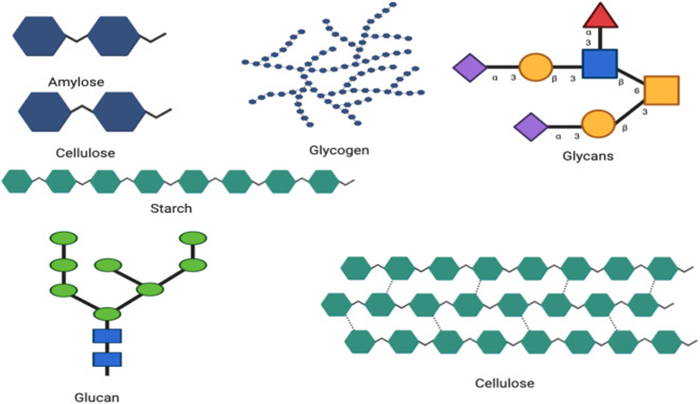 Polysaccharide Gồm Những Loại Nào