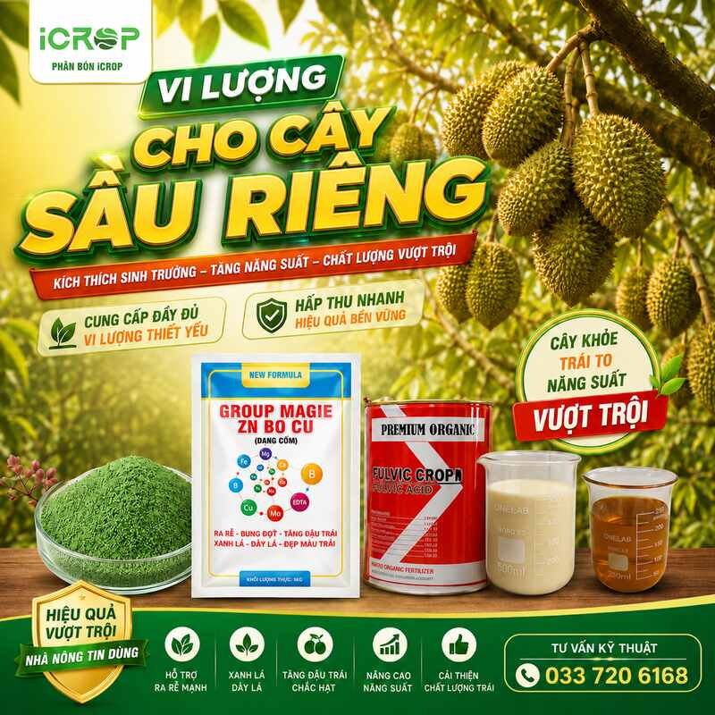 Vi Lượng Cho Sầu Riêng: Giải Mã Bài Toán Rụng Trái & Sượng Múi