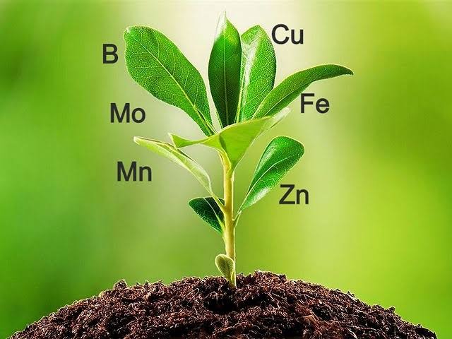 Tác Dụng Của Kẽm Với Cây Trồng Tác Dụng Của Kẽm Với Cây Trồng