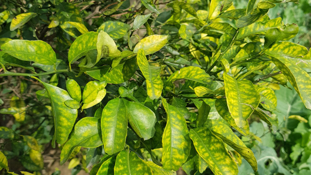 Dấu hiệu thiếu hụt kẽm - Zn ở cây trồng Dấu hiệu thiếu hụt kẽm - Zn ở cây trồng